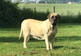 Old English Mastiff